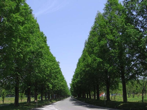 【奈良県内発】 関西屈指の桜の名所・海津大崎と春の絶景ハイライト! 日帰り3